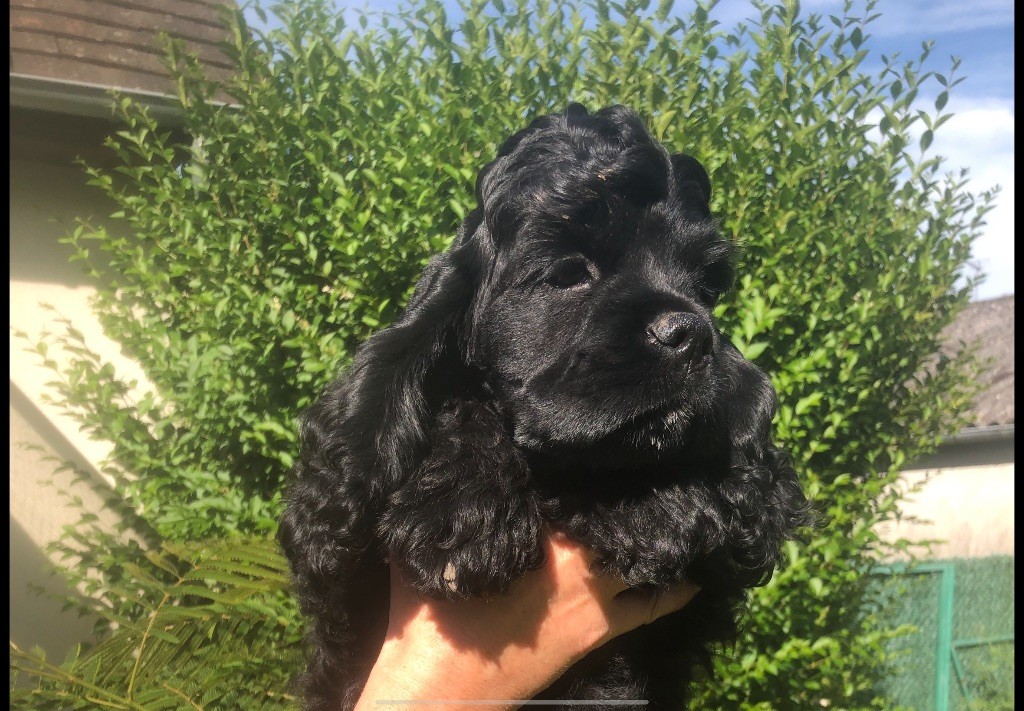 chiot American Cocker Spaniel Angel Of Cooky