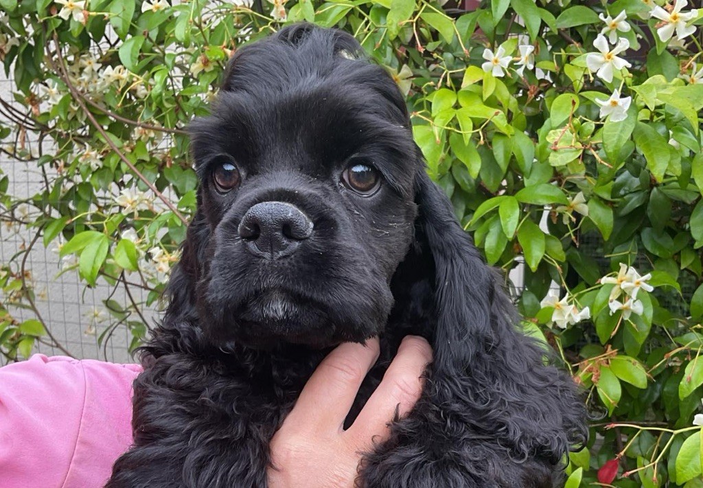 Angel Of Cooky - Chiot disponible  - American Cocker Spaniel