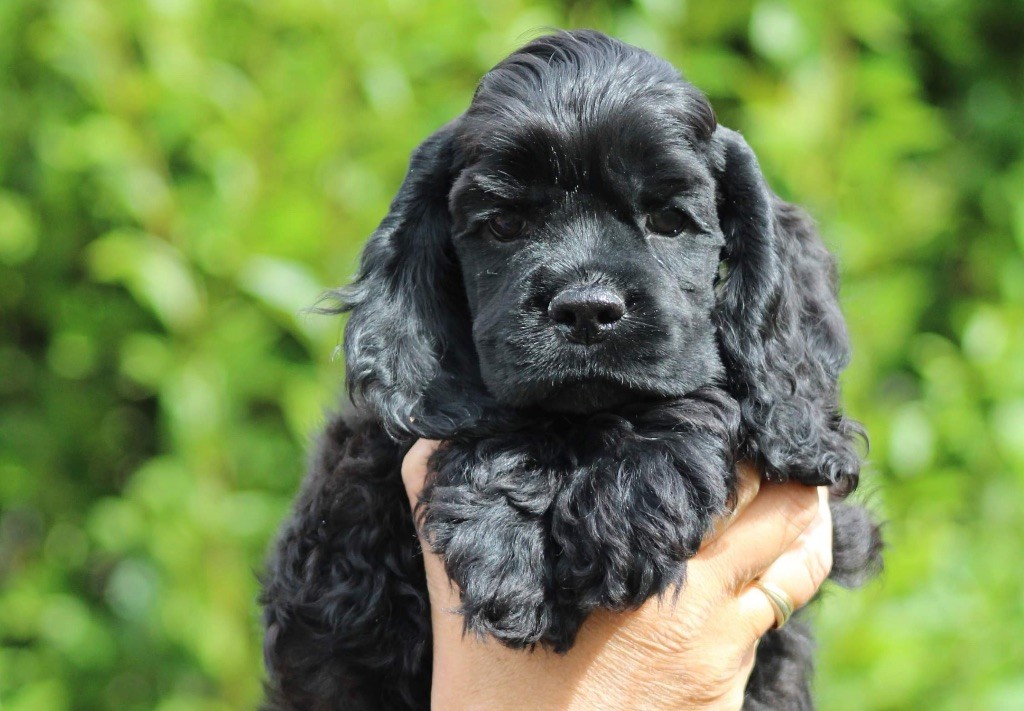 Angel Of Cooky - Chiot disponible  - American Cocker Spaniel