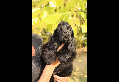 Angel Of Cooky - American Cocker Spaniel - Portée née le 13/07/2023