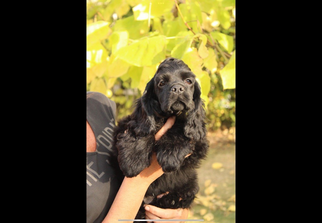 chiot American Cocker Spaniel Angel Of Cooky