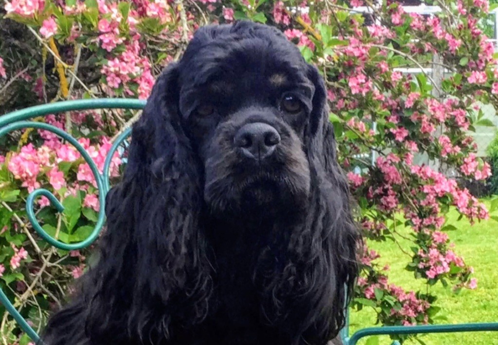 Prada des Ours de Peronne