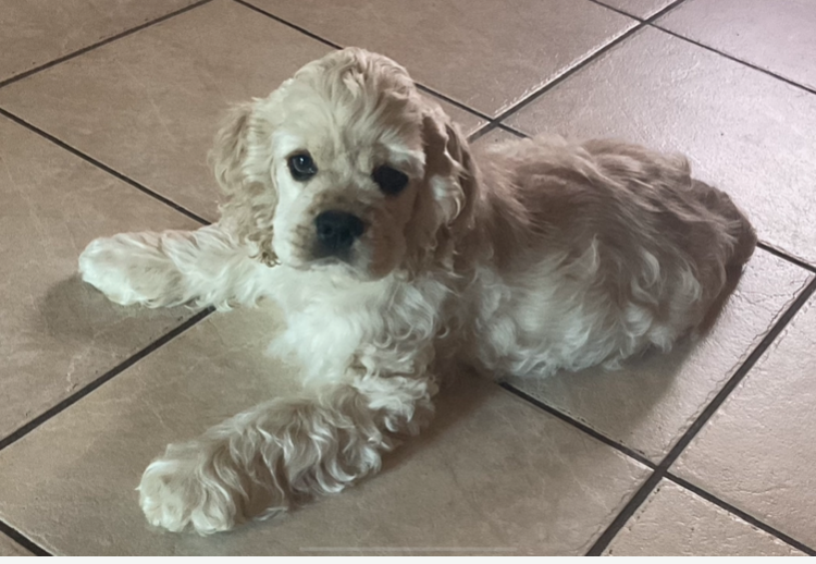 Almond joy Angel Of Cooky