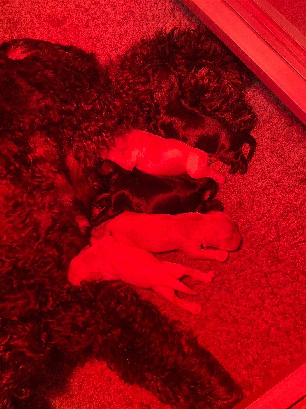 Chiot American Cocker Spaniel Angel Of Cooky