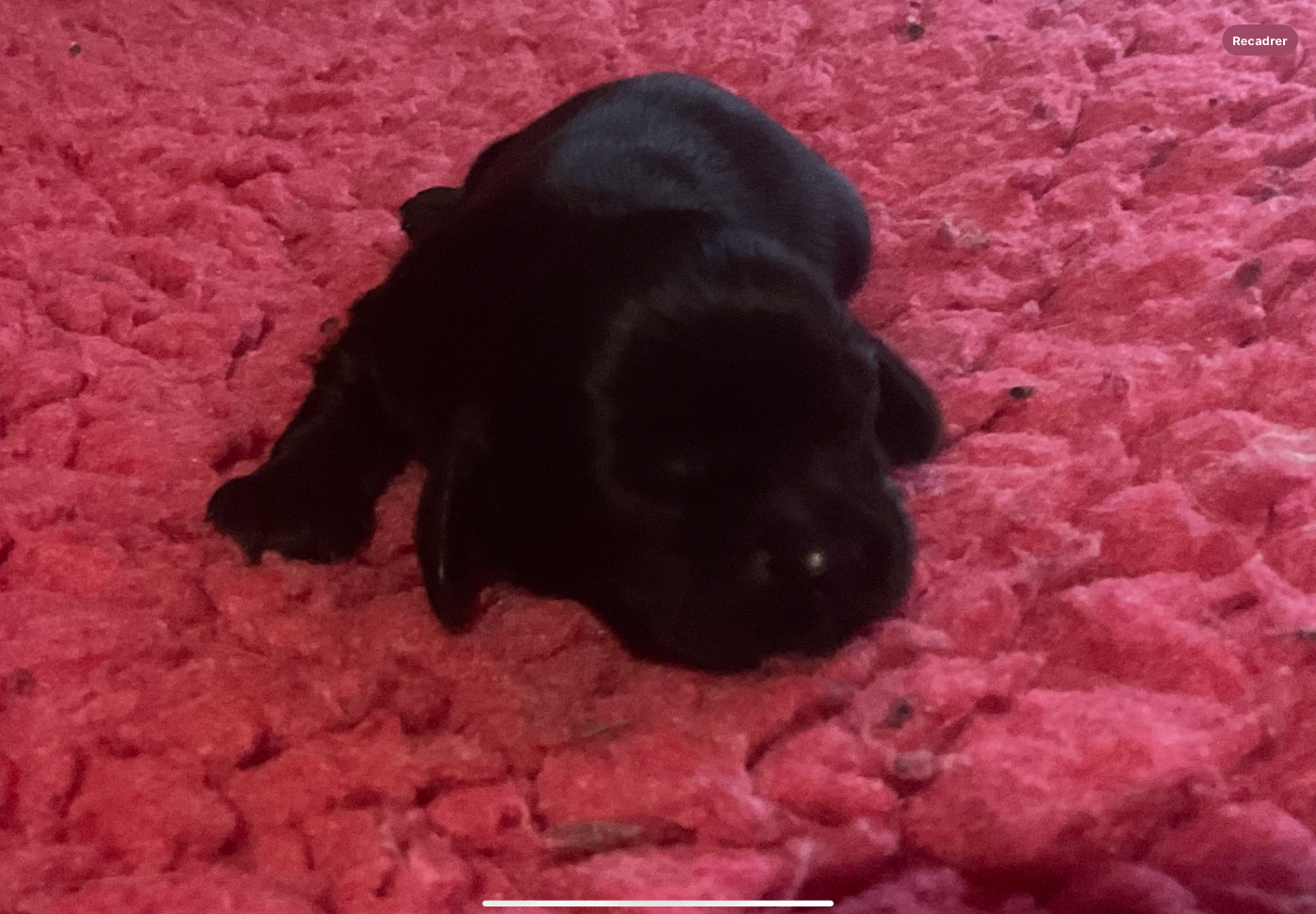 Angel Of Cooky - Chiots disponibles - American Cocker Spaniel