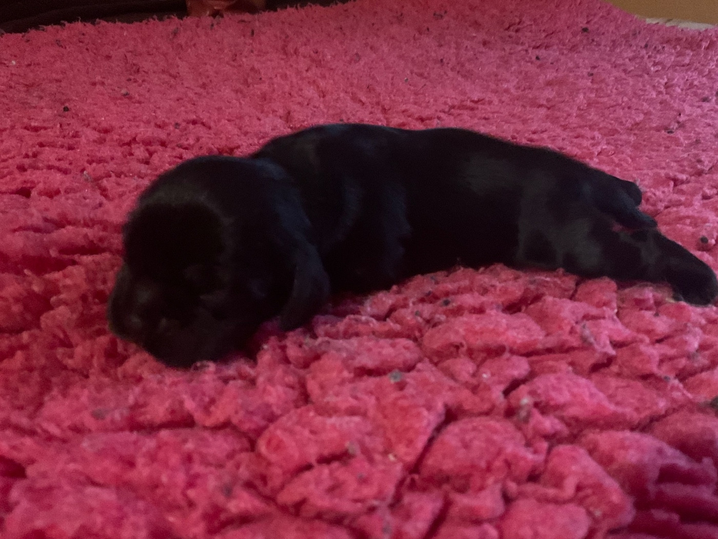 Angel Of Cooky - Chiots disponibles - American Cocker Spaniel