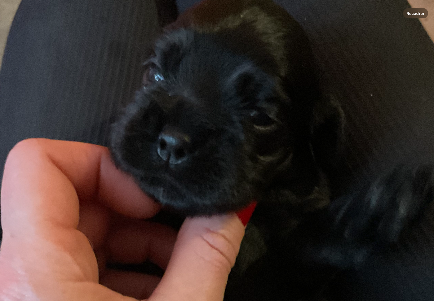 Angel Of Cooky - Chiots disponibles - American Cocker Spaniel