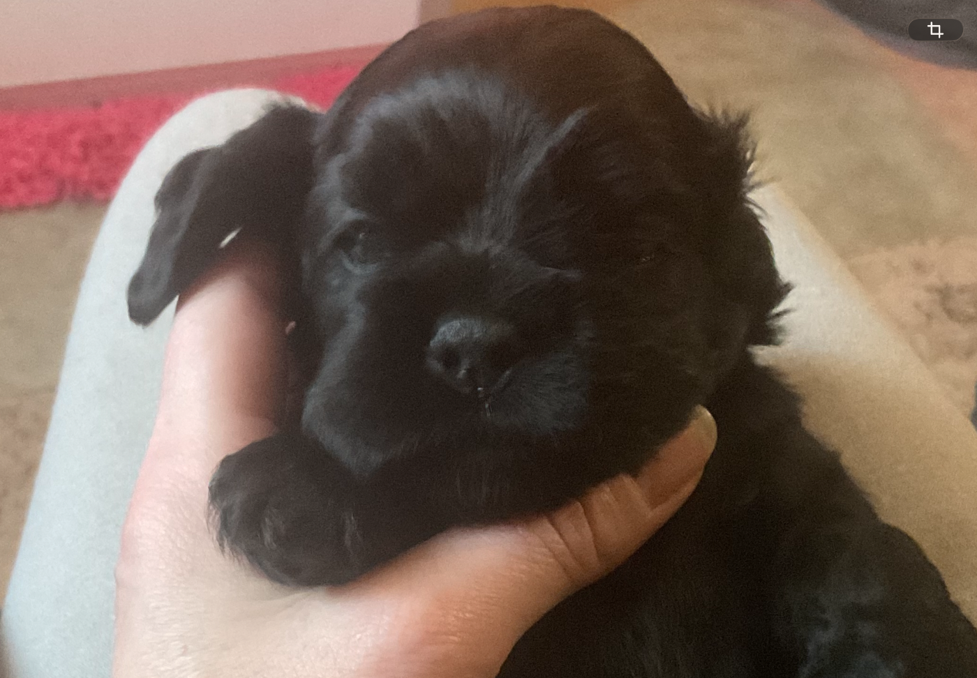 Angel Of Cooky - Chiots disponibles - American Cocker Spaniel