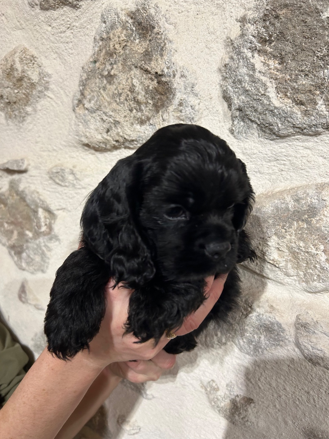 Angel Of Cooky - Chiots disponibles - American Cocker Spaniel