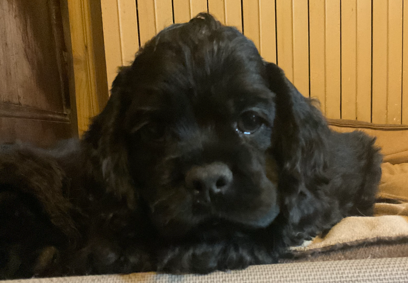 Angel Of Cooky - Chiots disponibles - American Cocker Spaniel