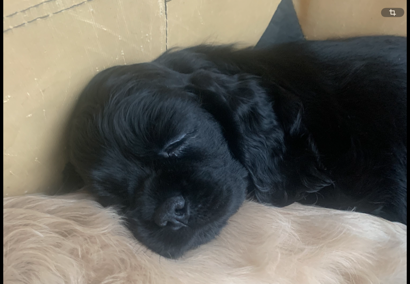 Angel Of Cooky - Chiots disponibles - American Cocker Spaniel