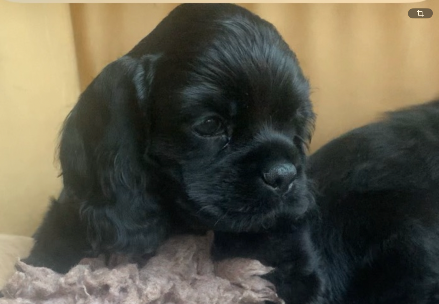 Angel Of Cooky - Chiots disponibles - American Cocker Spaniel