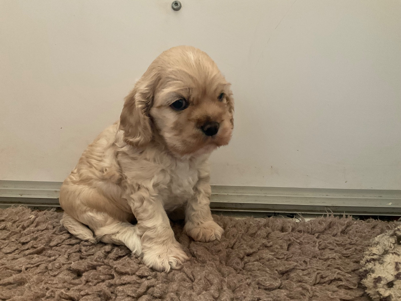 Angel Of Cooky - American Cocker Spaniel - Portée née le 17/03/2026