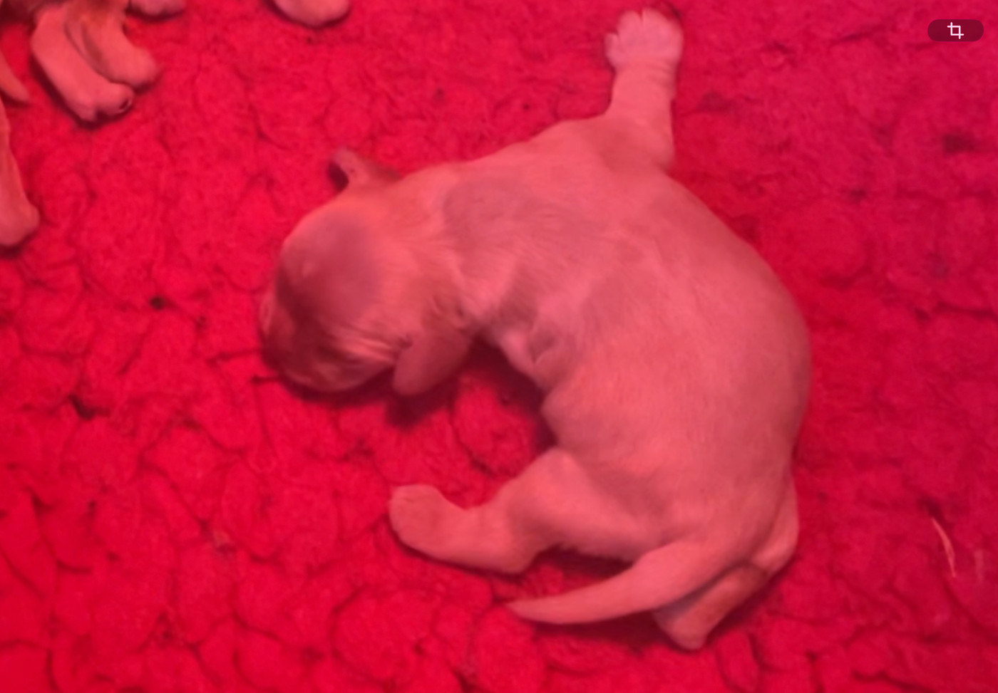 Angel Of Cooky - Chiots disponibles - American Cocker Spaniel