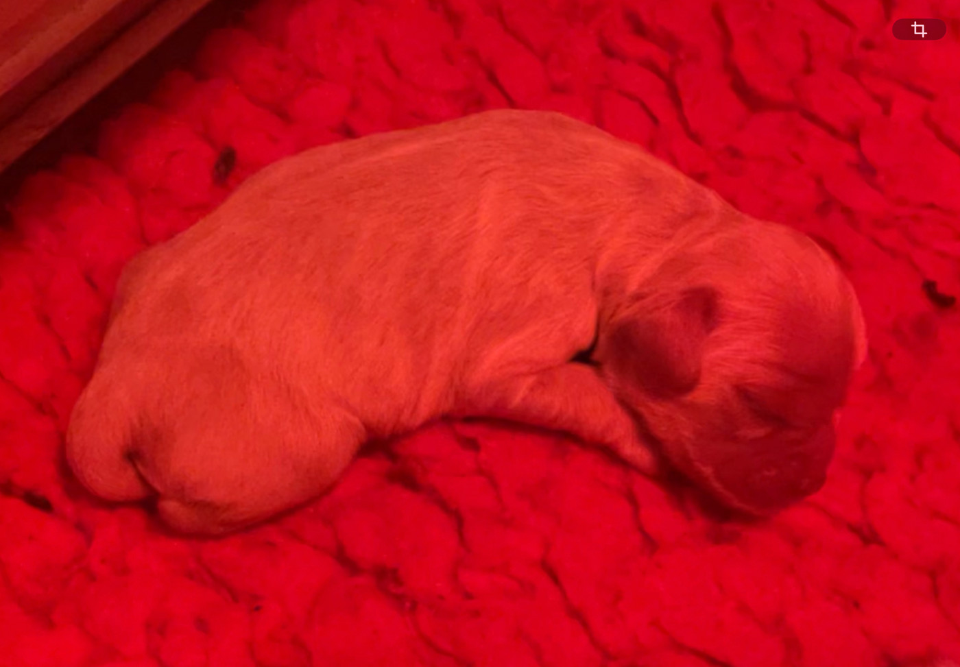 Angel Of Cooky - Chiots disponibles - American Cocker Spaniel