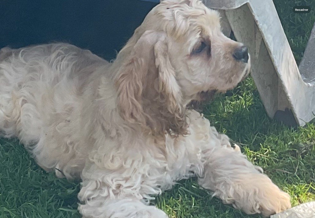 Angel Of Cooky - Chiots disponibles - American Cocker Spaniel