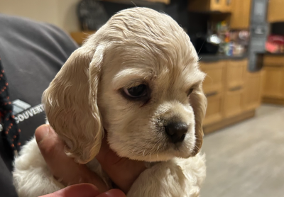 Babylone Kiss Angel Of Cooky